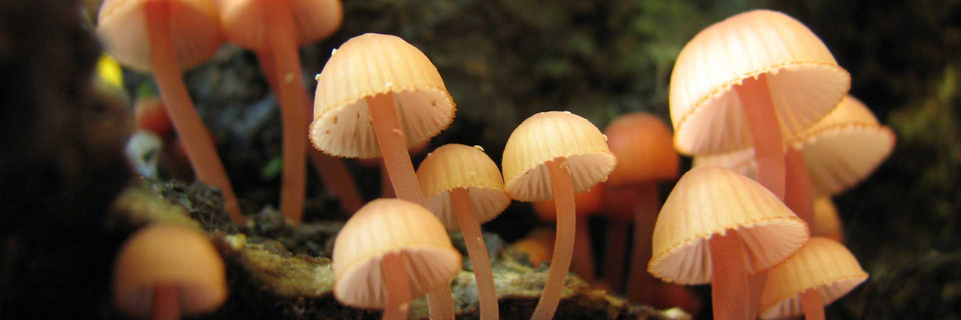 fungi